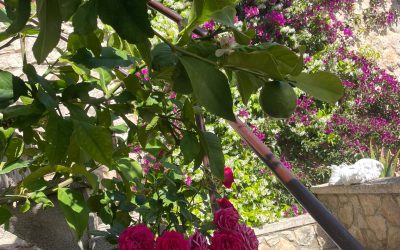 Mensaje para cada día: Vivir bien